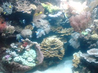 aquarium.jpg