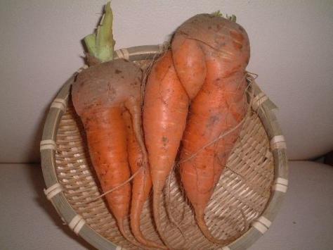 carrotsperv