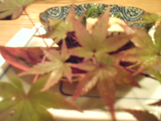 tomii-zensai-41 tomii-zensai-41