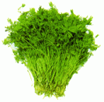 carrot-leaves-vitaminc