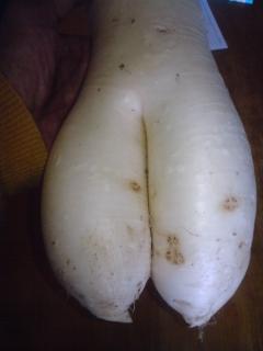 pervert-daikon