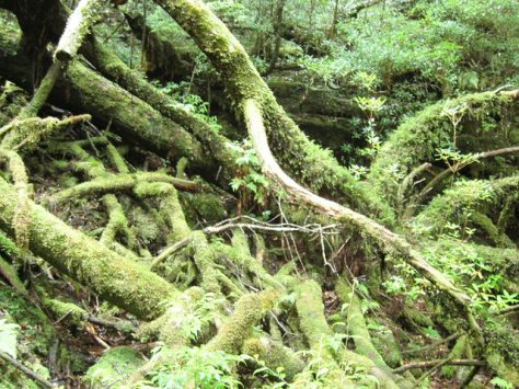 yakushima-2
