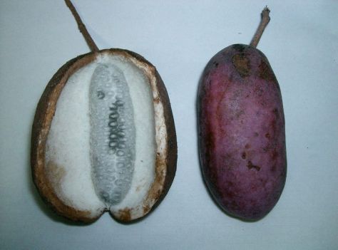 akebi-chocolate-vine