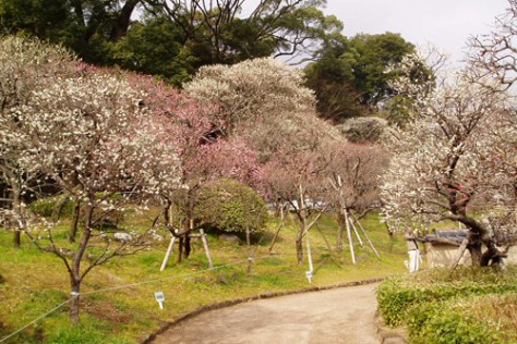 atami-plum-garden atami-plum-garden