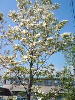 flower-tree2