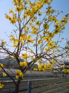 flower-tree3