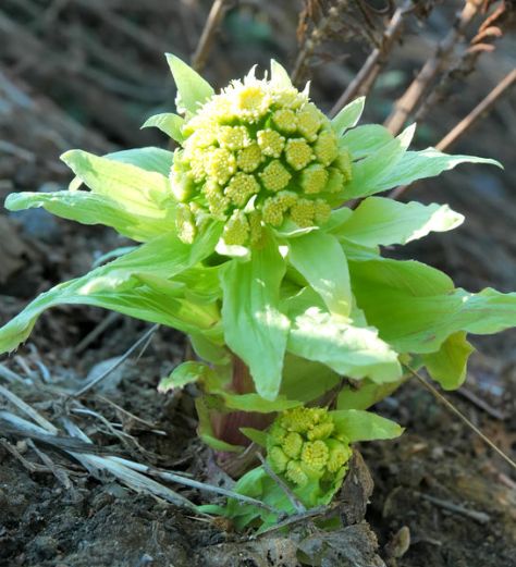 fukinoto-giant-butterbur