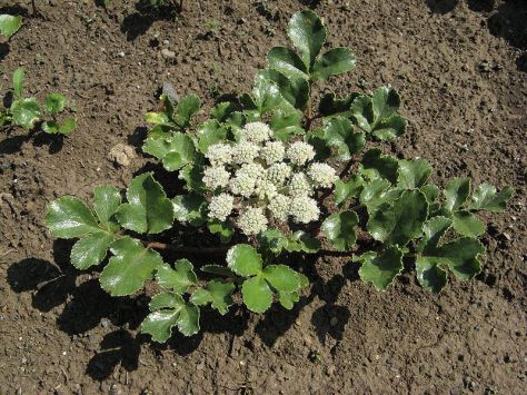 hamaboufuu-glhnia-littoralis