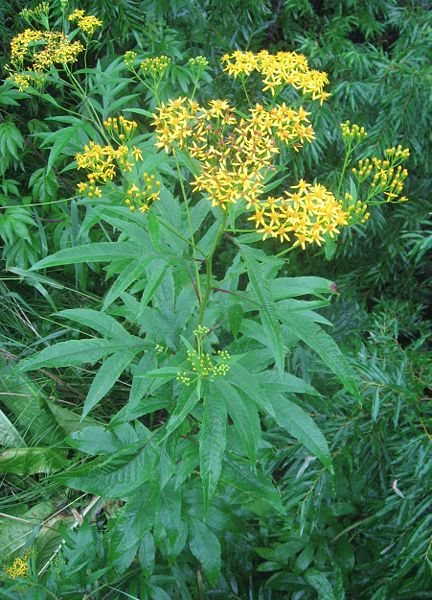 hangonsou-senecio-cannabifolius