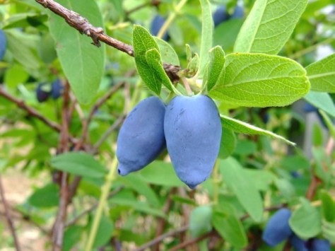 hasukappu-lonicera-caerulea