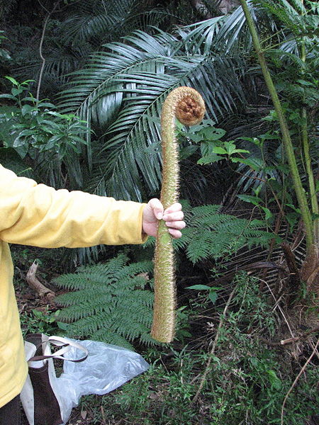 hikagehego-flying-spider-monkey-tree-fern