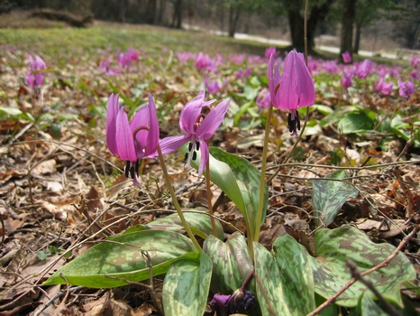katakuri-dogtooth-violet