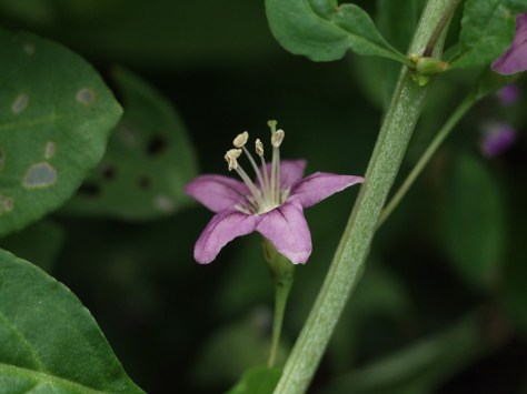 kuko-chinese-wolfberry