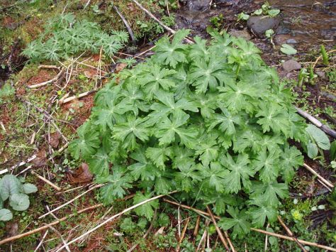 nirinsou-anemone-flaccida