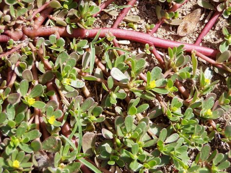 suberiyu-common-purslane