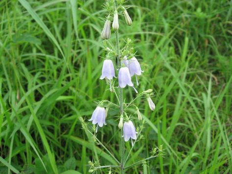 tsuroganeninjin-adenophora-triphylla