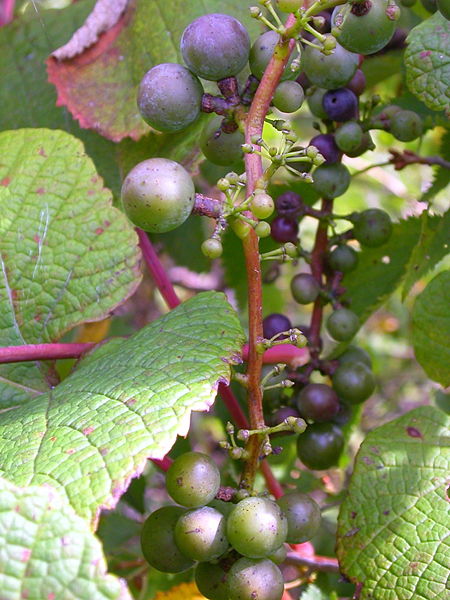 yamabudo-crimson-glory-vine