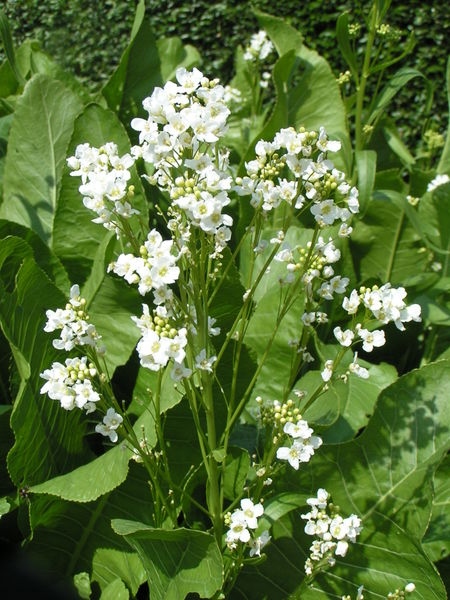 yamawasabi-wild-horseradish