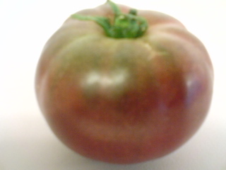 AGRI-TOMATO2
