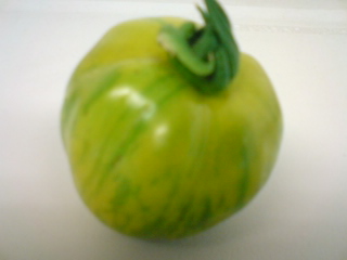 AGRI-TOMATO4