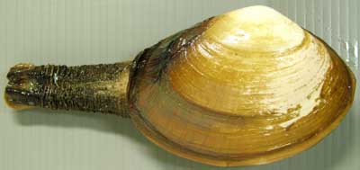 Japanese Shellfish 5 Geoduck Mirugai 海松貝 Shizuoka Gourmets