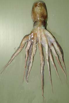 OCTOPUS-CHIHIRODAKO-1