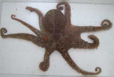 OCTOPUS-MADAGO-1