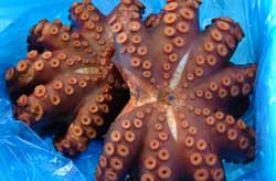 OCTOPUS-MADAGO-2