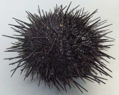 UNI-KITAMURASAKIUNI-1