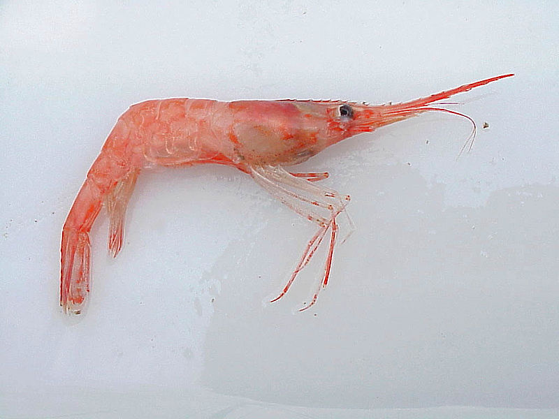 Japanese Crustacean Species 4: Alaskan Pink Shrimp-Pink Shrimp