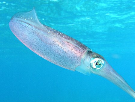 Japanese Cuttlefish/Squid Species 3: Aori Ika/Bigfin Reef Squid ...