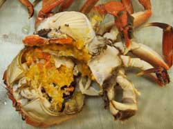 MOKUZUGANI-FEMALE MOKUZUGANI-FEMALE