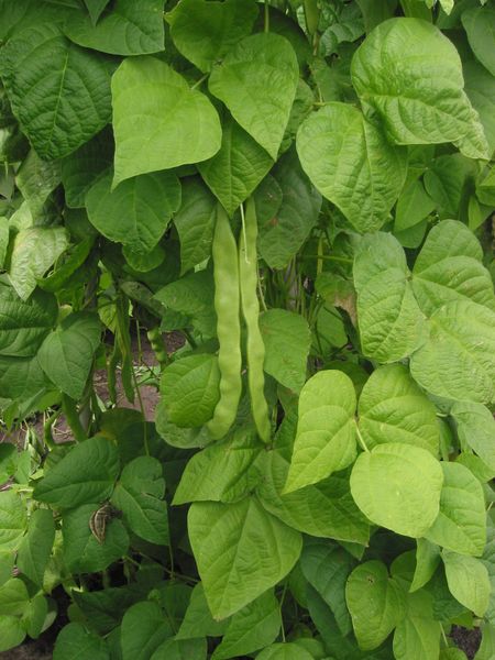 STRING-BEANS-PLANT