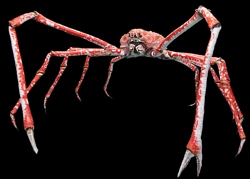 japanese Crab Species 3: Japanese Spider Crab/Takaashigani