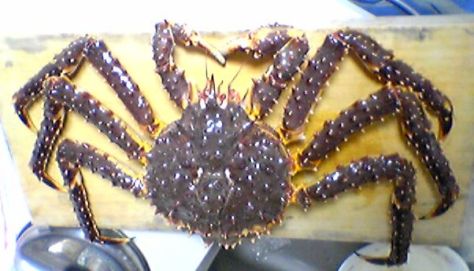 TARAGANI-KINGCRAB-1
