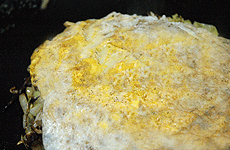 OKONOMIYAKI-HIROSHIMA-RECIPE-18