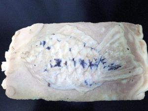 TAIYAKI-4