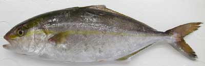 Kampachi Japanese Seasonal Fish: Kampachi/Amberjack | SHIZUOKA GOURMET