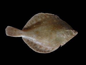 KAREI-FLOUNDER
