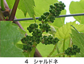 NAKA-IZU-WINE-CHARDONNAY