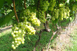 NAKA-IZU-WINE-RIESLINGjpg