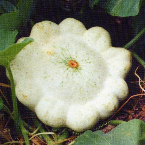 PATISSON-2 PATISSON-2