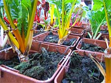 POIREE-JAUNE POIREE-JAUNE