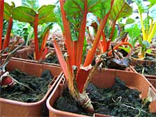 POIREE-ORANGE POIREE-ORANGE