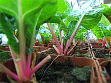 POIREE-ROSE POIREE-ROSE