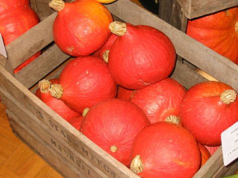 POTIMARRON-1 POTIMARRON-1