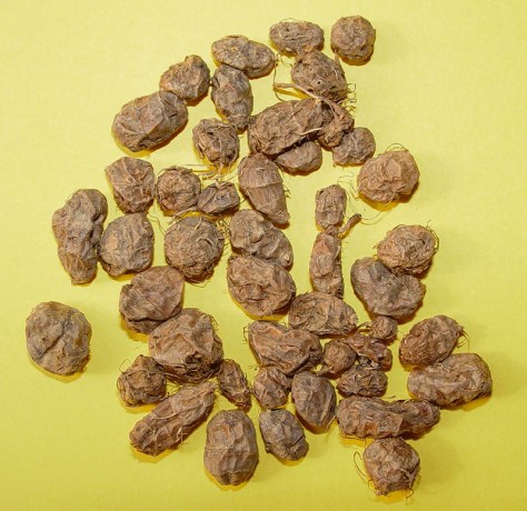 AMANDE-DE-TERRE-1a AMANDE-DE-TERRE-1a