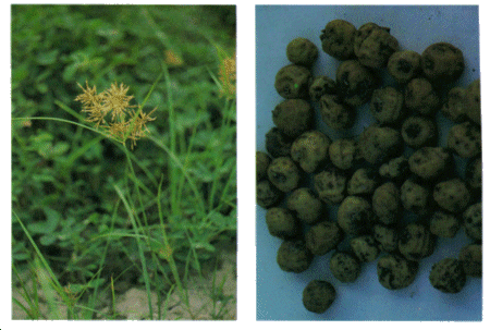 AMNDE-DE-TERRE-1 AMNDE-DE-TERRE-1