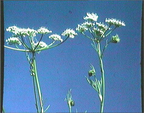 CHATAIGNE-DE-TERRE.1jpg CHATAIGNE-DE-TERRE.1jpg