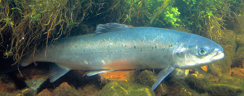 Japanese Fish Species 14: Salmon-Sake/Shake-鮭 | SHIZUOKA GOURMET